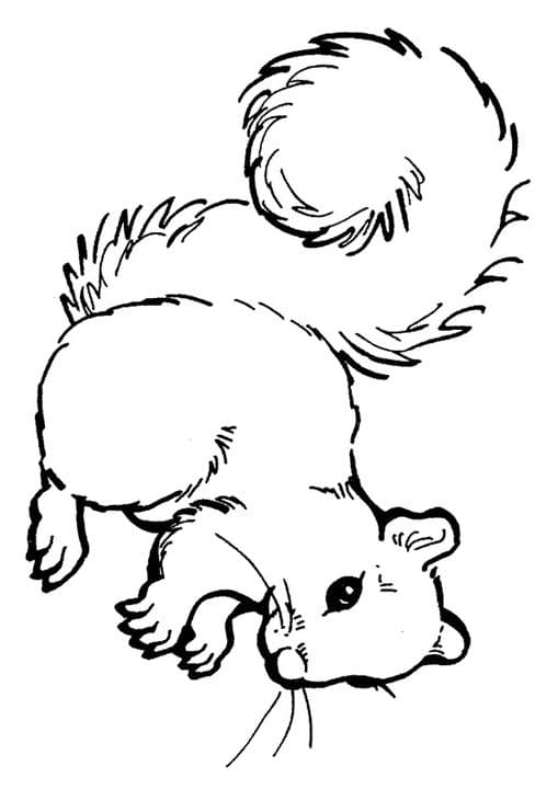 I am squirrel