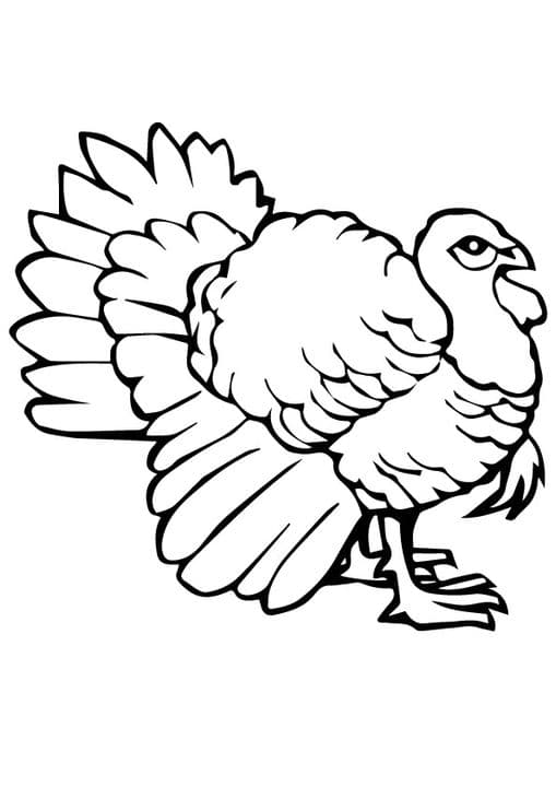 Black Turkey