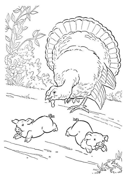 Bronze Turkey