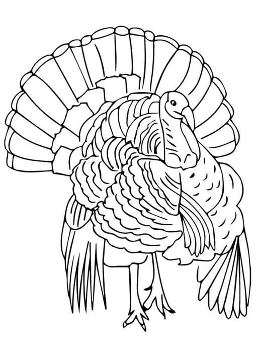 Florida Wild Turkey