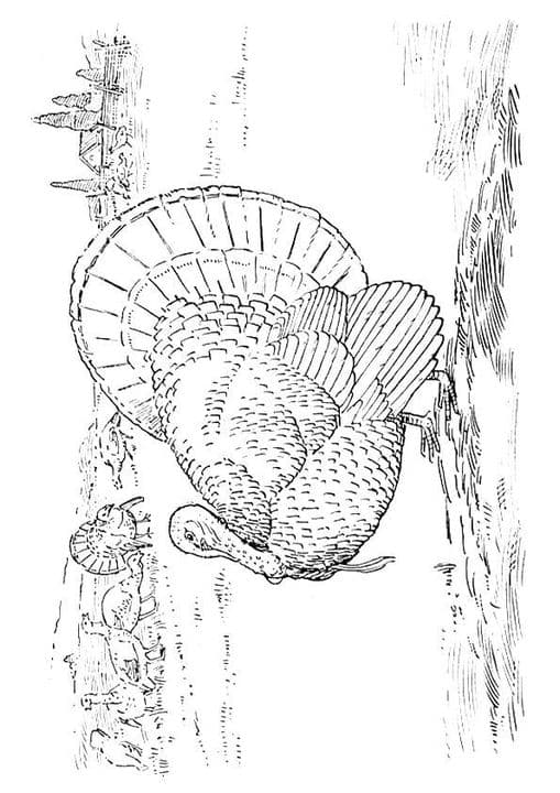 Gould Wild Turkey
