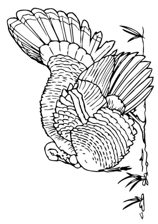 Merriam Wild Turkey