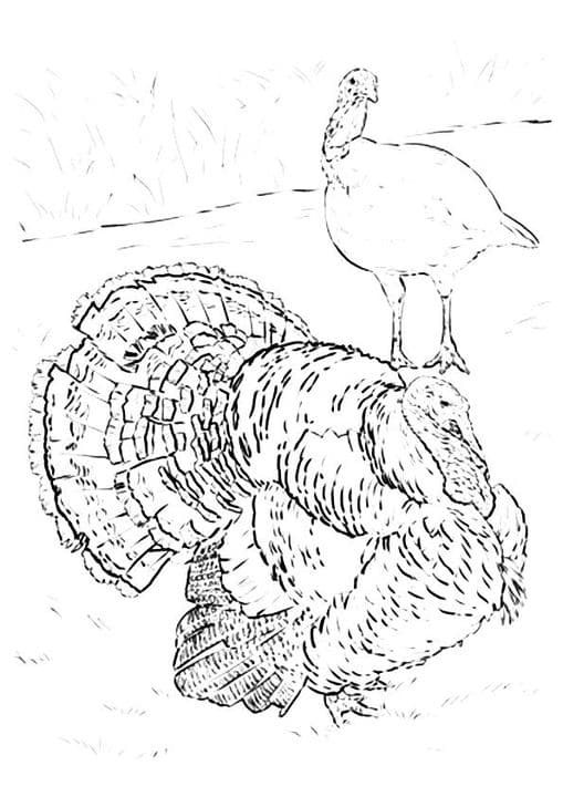 Narragansett Turkey