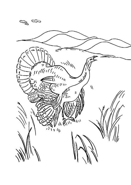 Ocellated Turkey