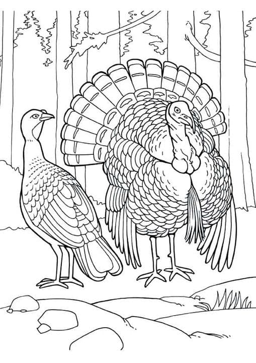 Eastern Wild Turkey