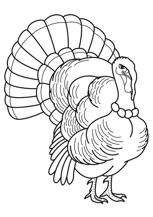 Royal Palm Turkey