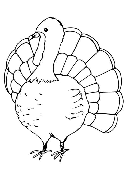 Cute Turkey