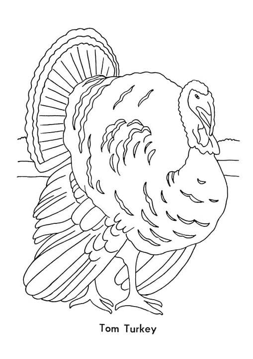 Tom Turkey