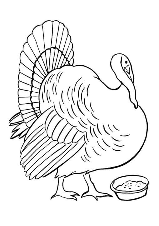 Turkey Eating Meal
