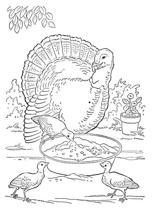 Turkey Grazing
