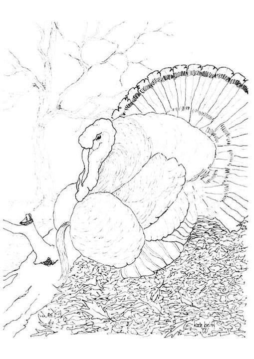 Wild Turkey
