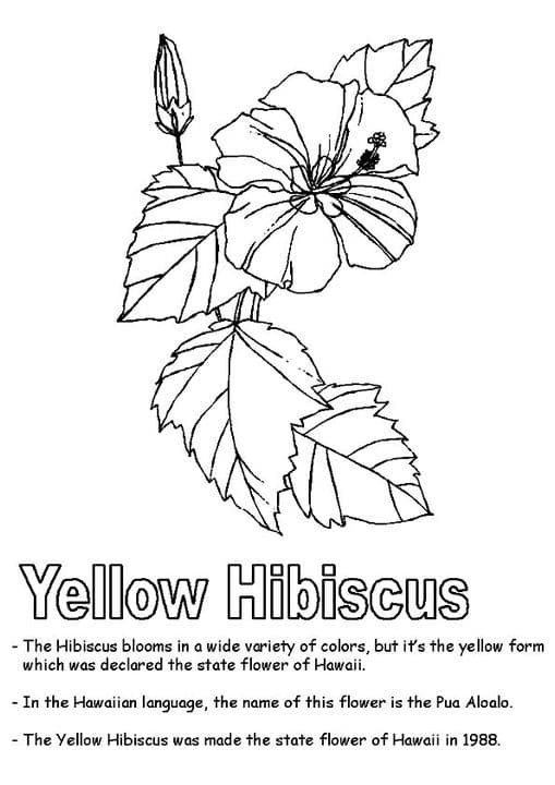 Hawaiian State Flower