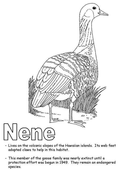 Nene