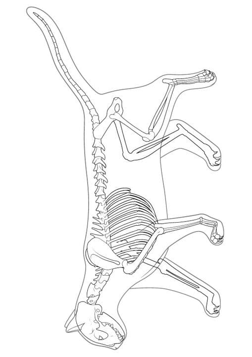 Cat Skeleton