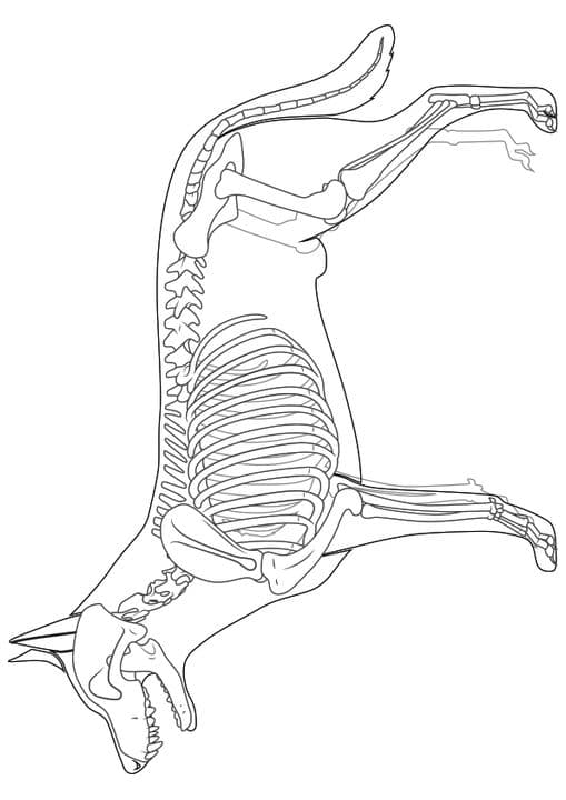 Dog Skeleton