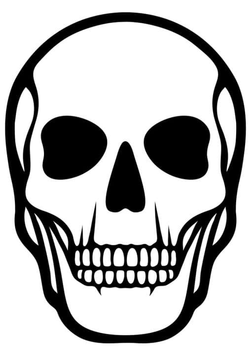 Human Skull Skeleton
