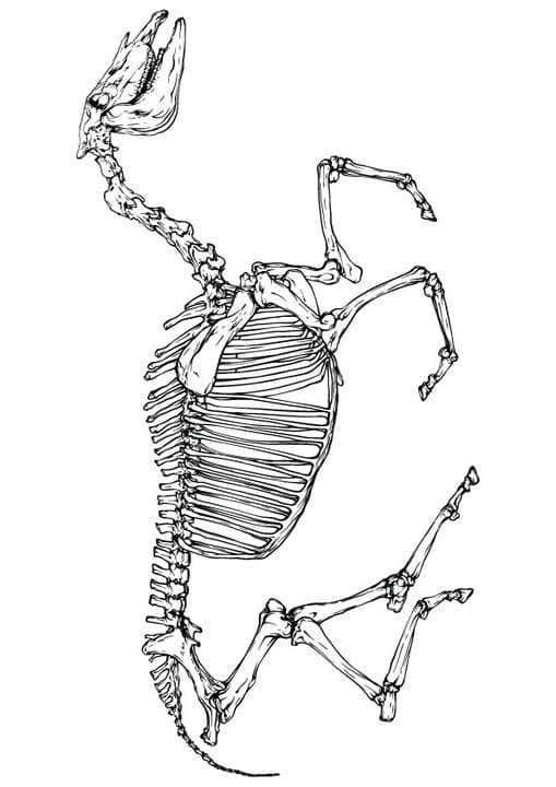 Horse Skeleton