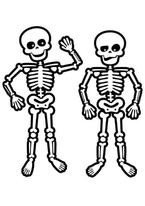 Skeletons & Skulls