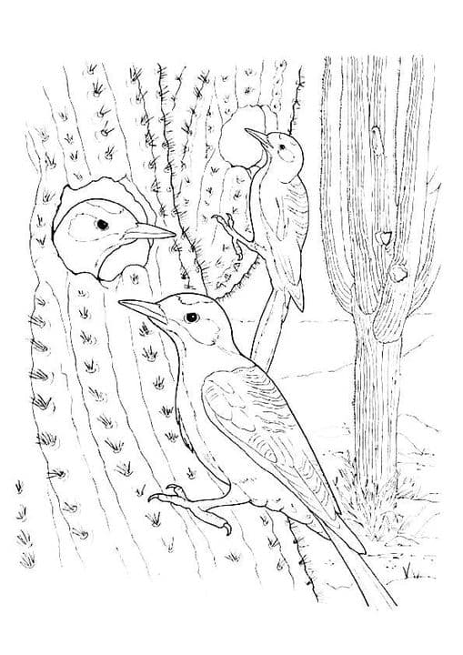 Cactus Wren