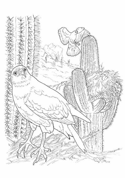 Harris Hawk & Cactus