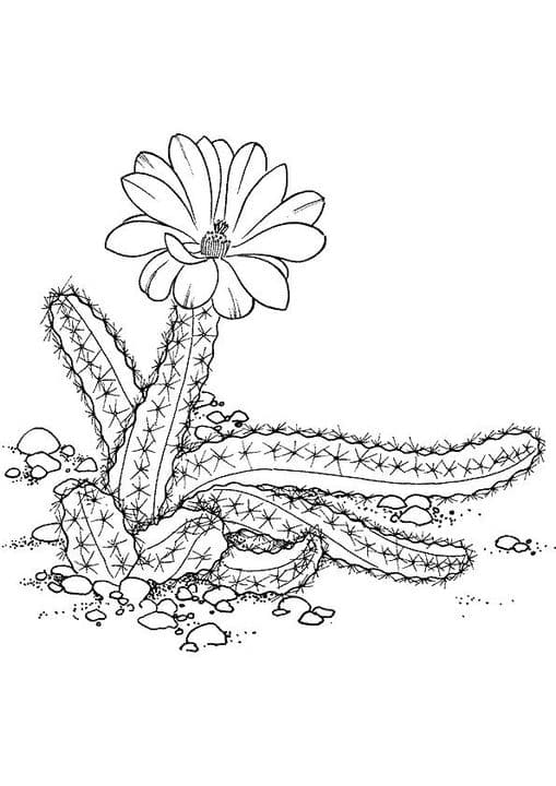 Peanut Cactus