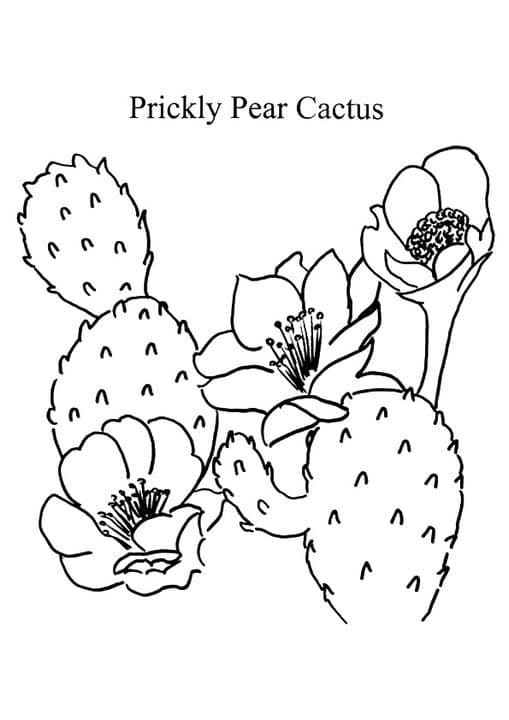 Prickly Pear