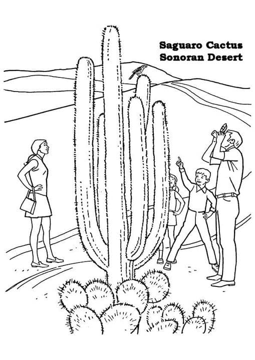 Saguaro Cactus