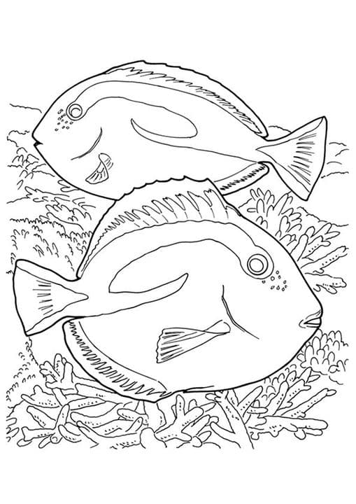 Blue Tang