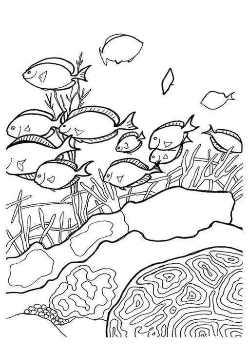 Coral Atoll