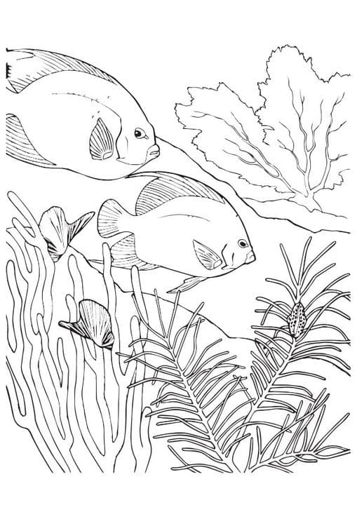 Coral Fish