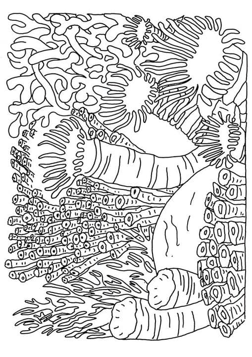 Coral Reef Biome