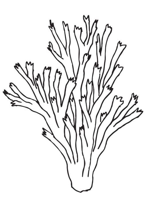 Pillar Coral