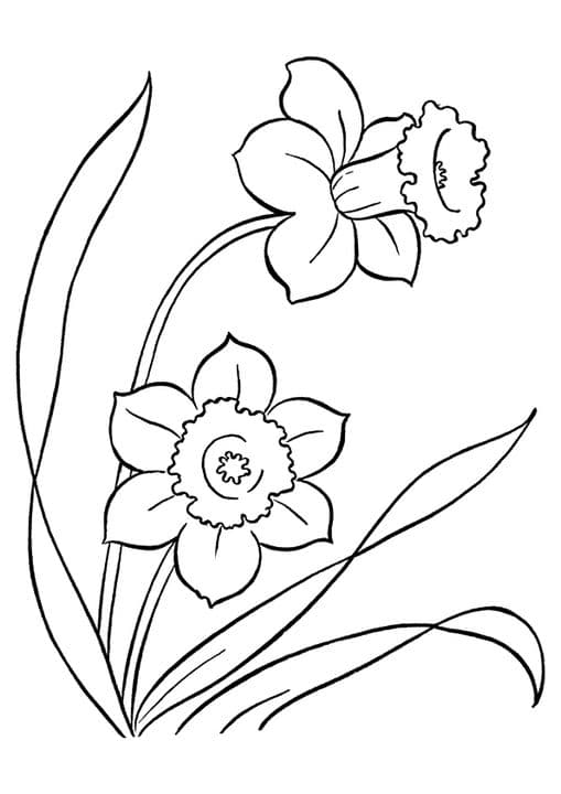 Daffodil Flower