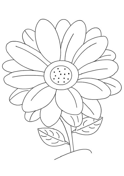 Daisy flower