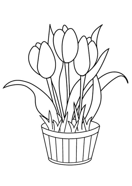Tulip Flower