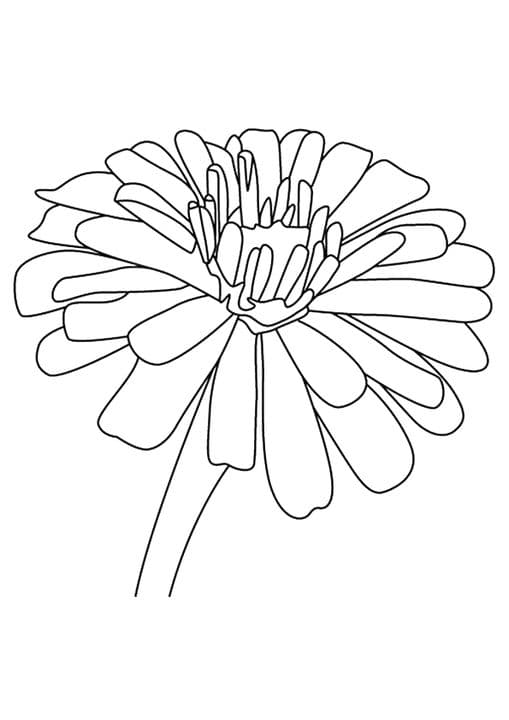 Zinnia Flower