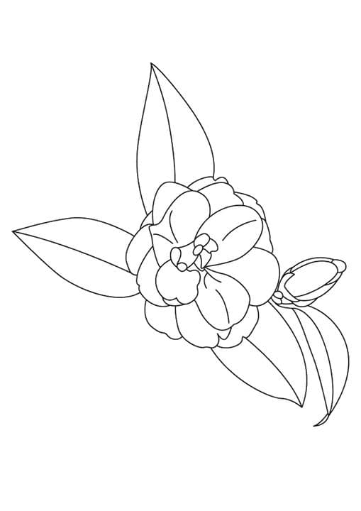 The Camellia