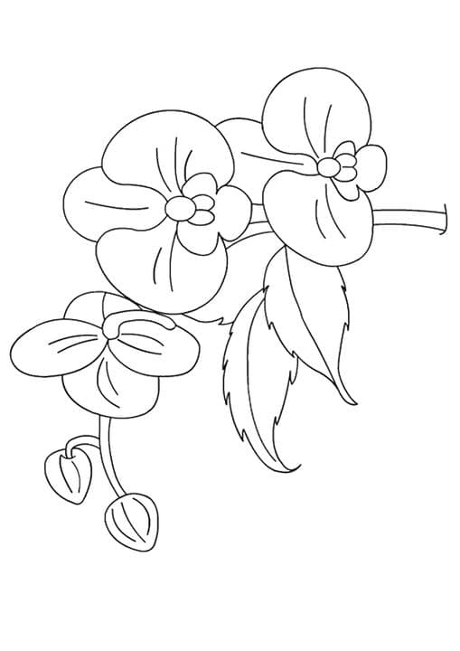 The Orchids