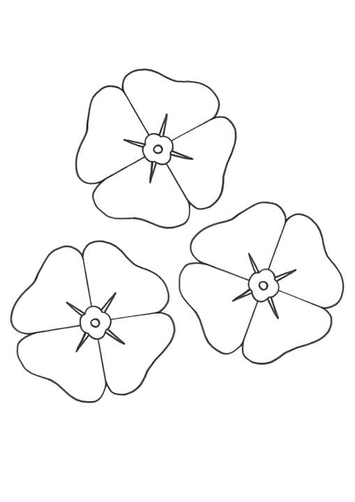 The Poppy