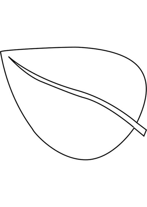 Anthurium Leaf