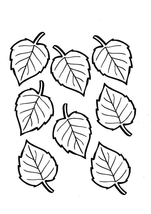 Birch Leaf
