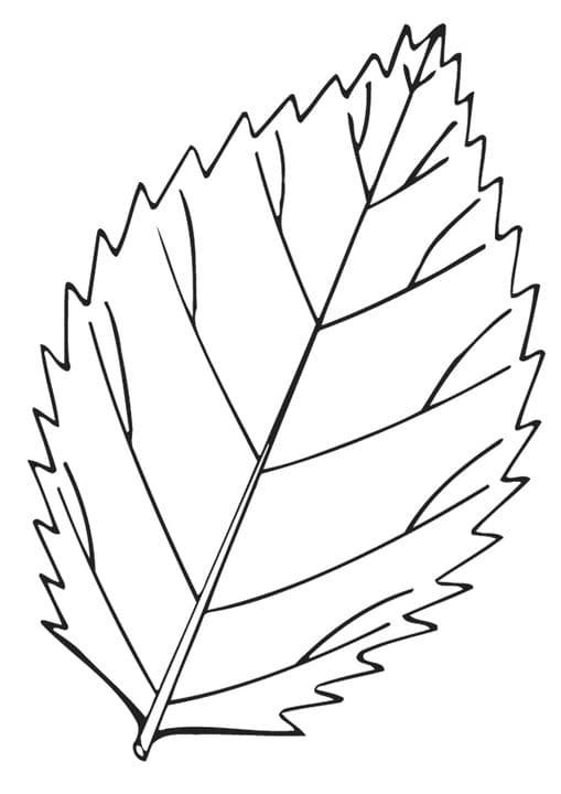 Elm Leaf