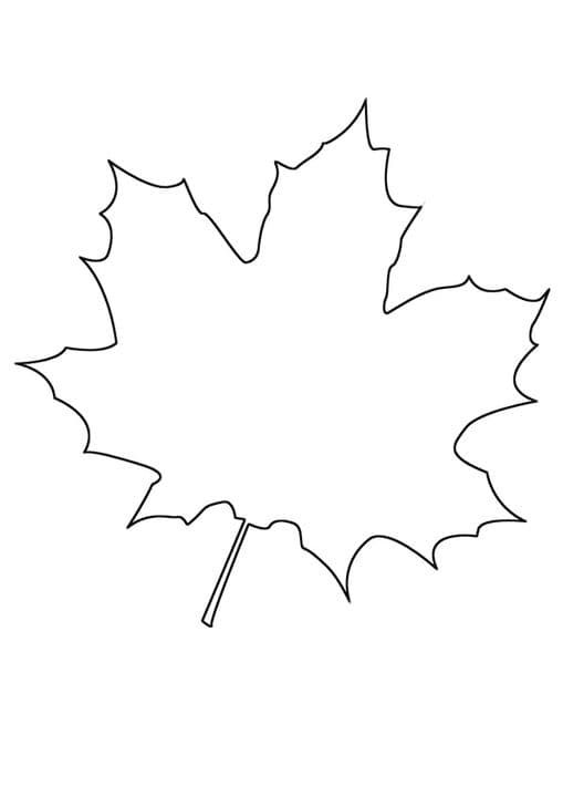 Maple Leaf