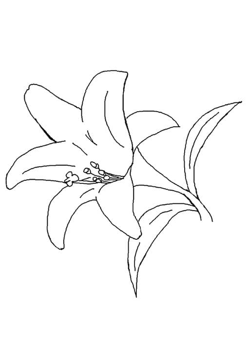Lily Flower
