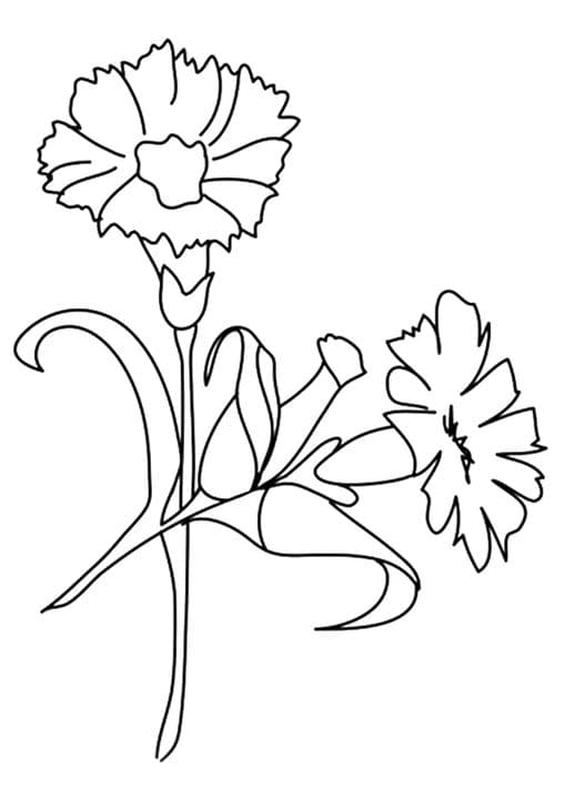 Carnation Flower