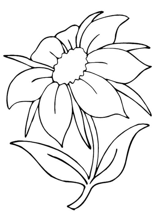 The Jasmine