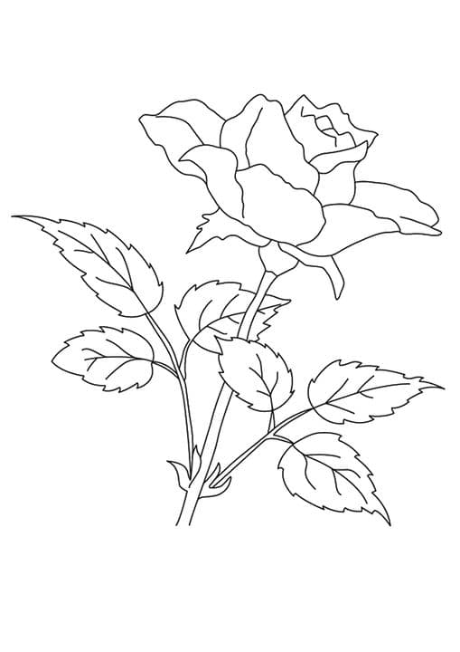 The Rose