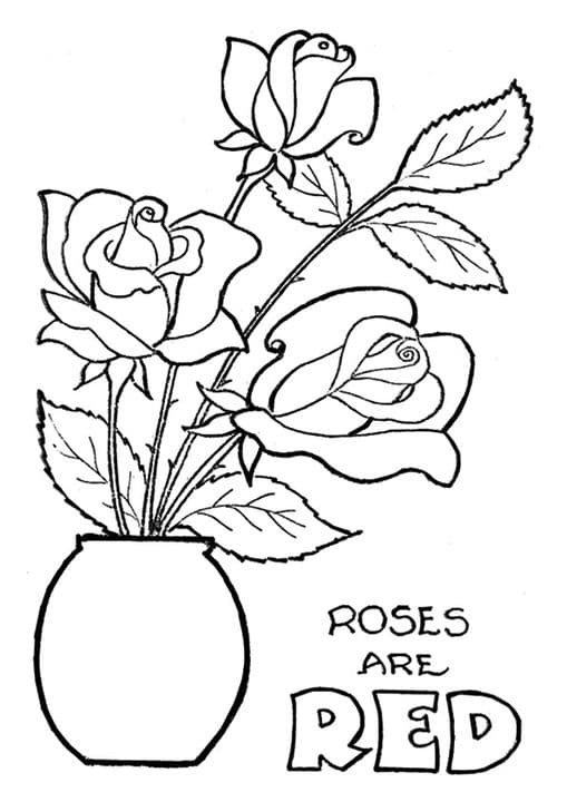 A roses are red