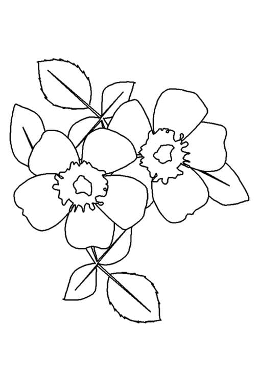 A wild prairie rose