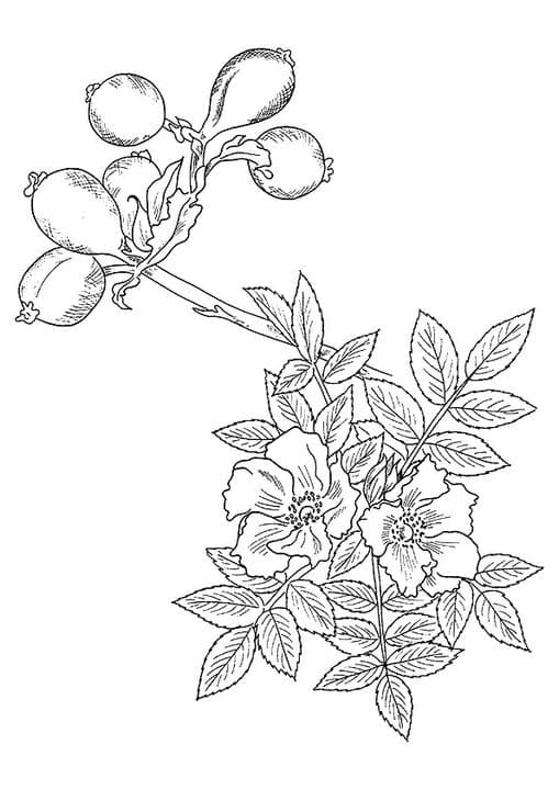 A wild rose